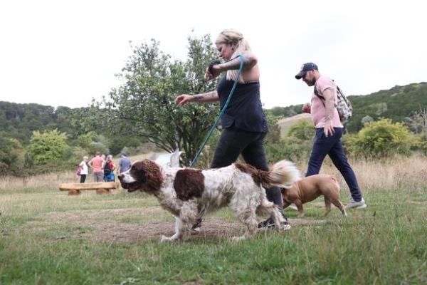 Dog walkers ramble through Kingley Vale near Chichester